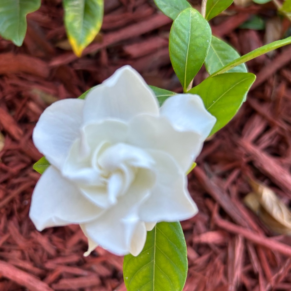 Meet your Posher, Julissa